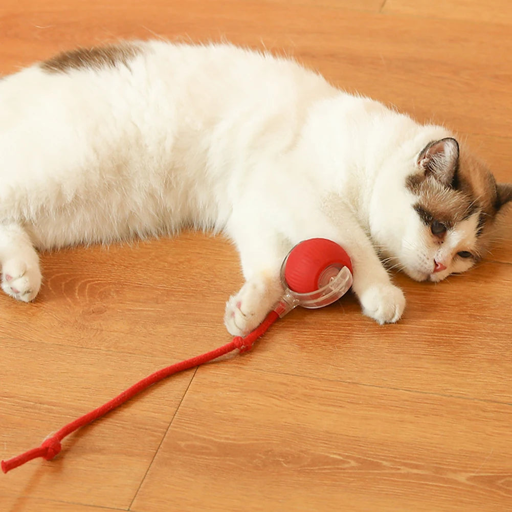 The funniest rolling toy for Cats .